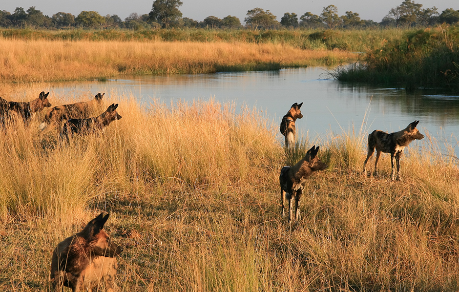 Khwai Concession Trail